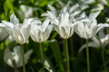 Obraz premium white tulips on a green lawn