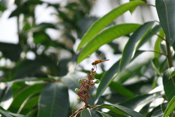 red dragonfly sitting on a mango tree