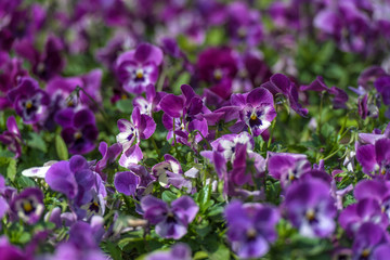 purple pansies flowers background