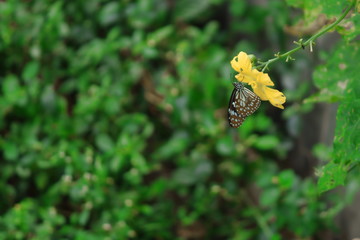 blue and black color butterfly sitting on a yellow flower