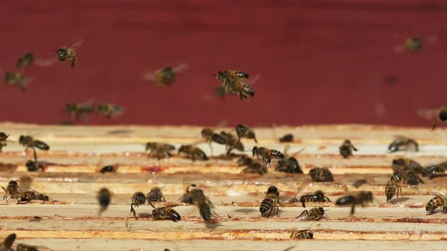 Busy bees flying over beehive.