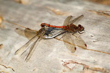 Nahaufnahme, Portrait einer Libelle