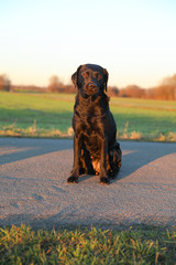 Labrador steht in der untergehenden Sonne