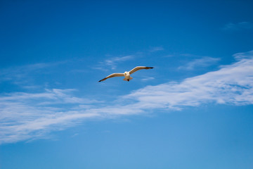Eine Möwe fliegt am Himmel an der Ostsee