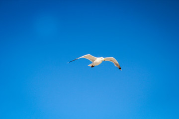 Fototapeta na wymiar Eine Möwe fliegt am Himmel an der Ostsee