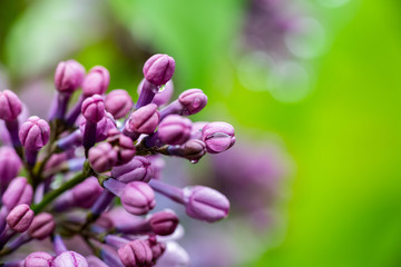 Obraz na płótnie Canvas Lilac garden trees under the rain nature spring time botany 