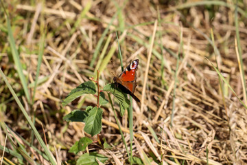 nahaufnahme eines tagpfauenauges auf einer Wiese