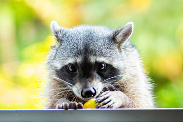 Adorable raccoon portrait close up furry pet