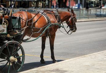 Fototapeta na wymiar Pferdekutschen mit angespannten Pferden warten auf Kundschaft