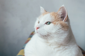 White cat with red spots at home sitting at orange color plaid and looking away. Grey wall background.