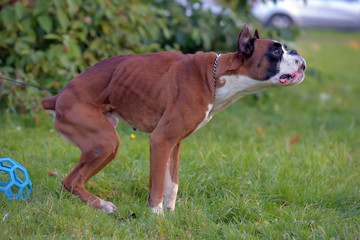 skinny brown with white german boxer dog on green