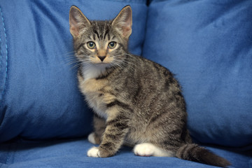 Fototapeta na wymiar cute little striped kitten