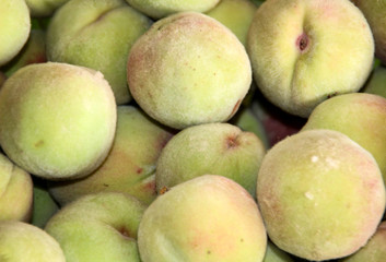 viele reife Pfirsiche die frisch geerntet wurden