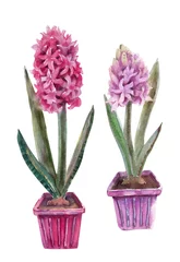 Glasschilderij Hyacint aquarel illustratie - felroze en roze hyacinten