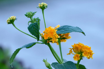 Yellow buds of a plant 