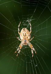 Nahaufnahme einer Kreuzspinne im Netz