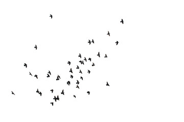 Flocks of flying pigeons isolated on white background. Clipping path.