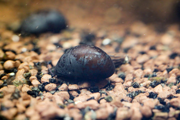 Nahaufnahme einer Antrazit Napfschnecke im Aquarium