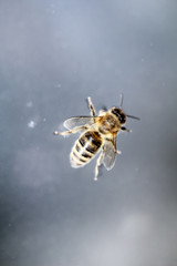 Nahaufnahme einer Biene. Bienen gehören zu den Staatenbildenden Insekten.