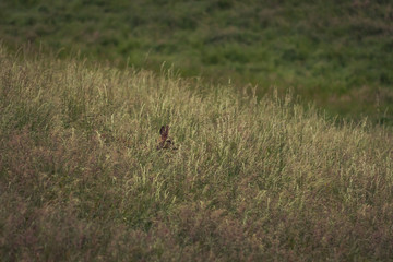 Obraz na płótnie Canvas Deer in a grass field carefully walking