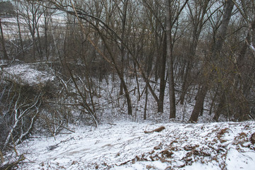 forest in winter