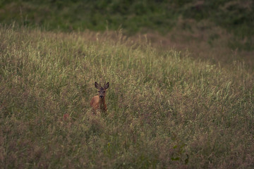 Deer in a grass field carefully walking