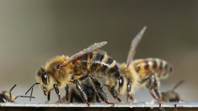 Macro close-up view of bees cleaning themselves