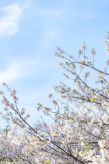 Cherry Blossoms 1