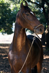 Obraz premium portrait of bay Marwari mare posing in garden. sunny day. Gujarat, India