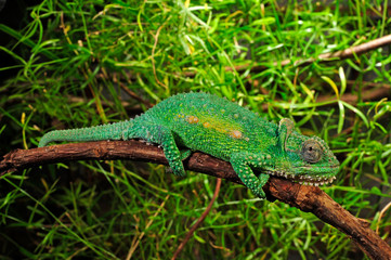 Natal Midlands dwarf chameleon / Südafrikanisches Zwergchamäleon (Bradypodion thamnobates) © bennytrapp