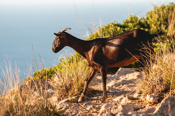 Goat near Cap de Formentor in the Serra de Tramuntana Mountains in Mallorca, Spain