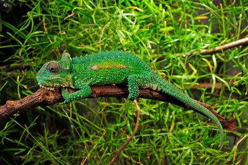 Natal Midlands dwarf chameleon / Südafrikanisches Zwergchamäleon (Bradypodion thamnobates) © bennytrapp