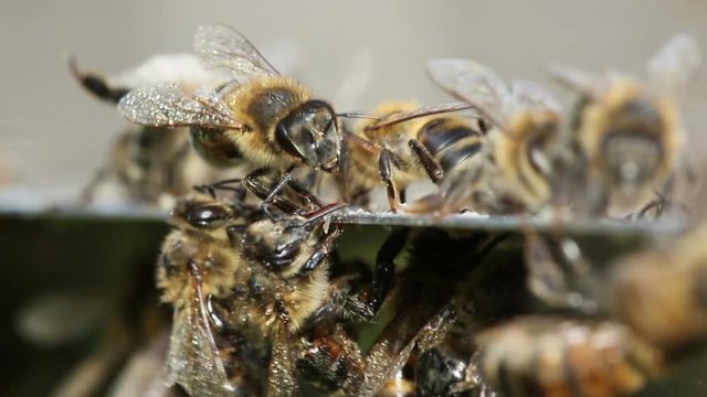 Macro close-up view of bees eating sweet