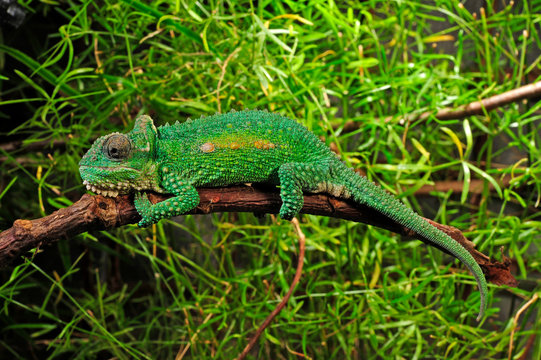 Natal Midlands dwarf chameleon / S&uuml;dafrikanisches Zwergcham&auml;leon (Bradypodion thamnobates)