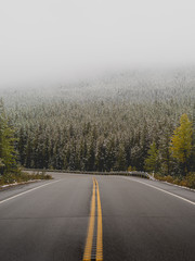 Mountain road with a few on pine trees in the cloads on the icefield parkway towards Jasper national park in Canada