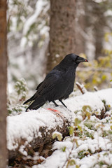 Raven just finished its snack in the snow in Canada