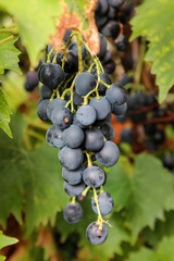 viele reife rote Weinttrauben warten auf die Verarbeitung