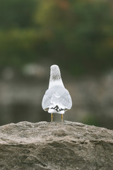 Seagul from the back on a rock at the Niagra falls on the Canadian side