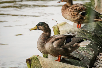 Eine Stockente auf einem Teich, kleinem Gewässer