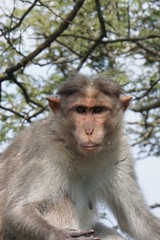 Monkey Portrait