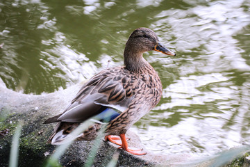 Eine Stockente auf einem Teich, kleinem Gewässer