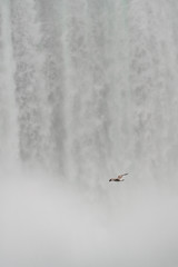Seagull in front of the Niagara waterfall taken from the Canadian side