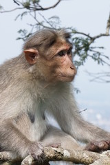 Monkey on a tree