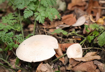 Im Herbst wachsen die verschiedensten Arten von Pilzen im Wald