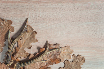 Deer antlers and oak leaves on a wooden background. Copy space
