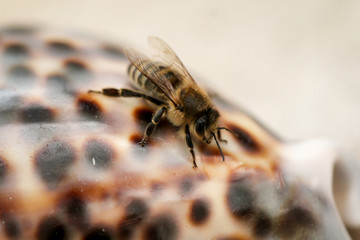 Nahaufnahme einer Biene. Bienen gehören zu den Staatenbildenden Insekten.