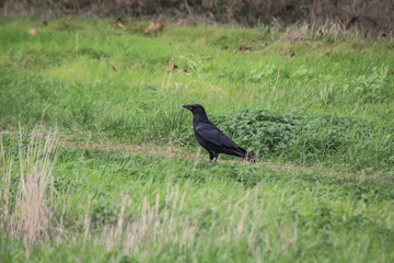 eine Krähe oder Rabe sitzt auf einer Wiese.