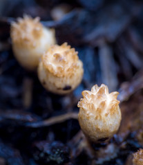 fluted bird's nest fungus (Cyathus striatus) in it's early form, before the cups have formed. looks like a creme brulee dessert doesn't it?
