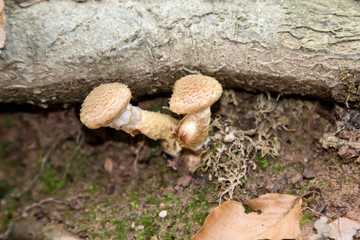 Im Herbst wachsen die verschiedensten Arten von Pilzen im Wald