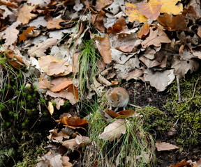 Im Herbst wachsen die verschiedensten Arten von Pilzen im Wald
